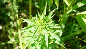 Konopie siewne to nie marihuana