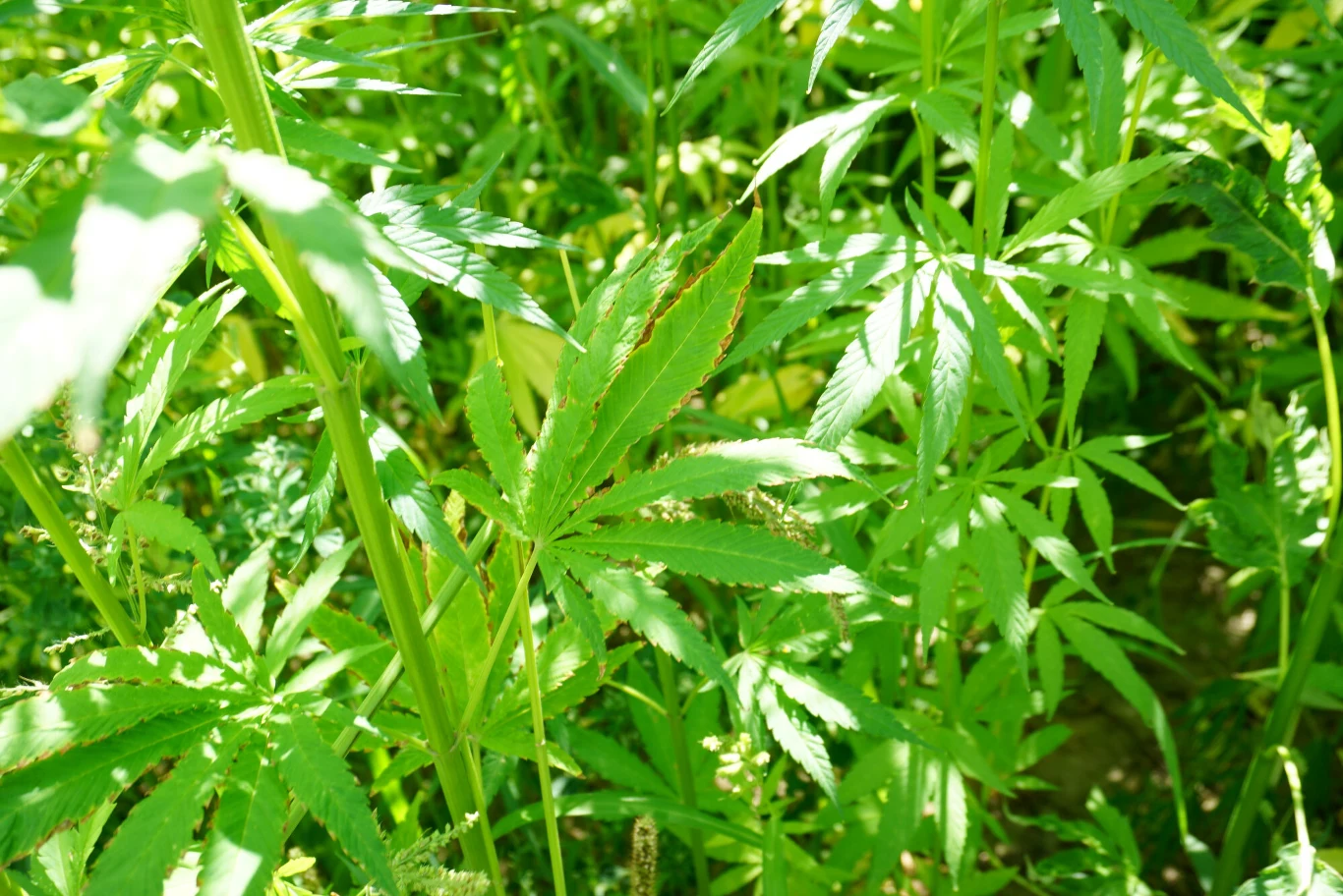 Gęste liście konopi o intensywnie zielonym kolorze w pełnym świetle słonecznym, niektóre liście z drobnymi przebarwieniami na krawędziach.