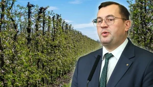 Tragiczna sytuacja w polskich sadach. "Straty sięgają nawet 100 proc."