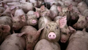 Amoniak powstaje np. w wyniku intensywnej hodowli zwierząt