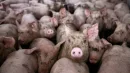 Amoniak powstaje np. w wyniku intensywnej hodowli zwierząt