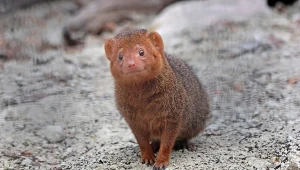 W gdańskim Ogrodzie Zoologicznym pojawili się nowi mieszkańcy – mangusteczki karłowate