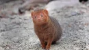 W gdańskim Ogrodzie Zoologicznym pojawili się nowi mieszkańcy – mangusteczki karłowate