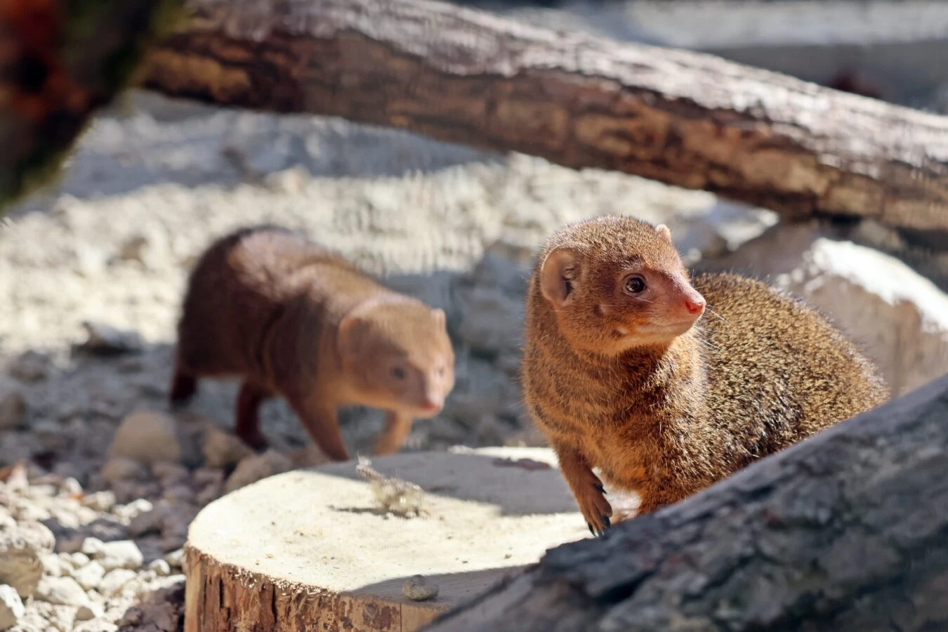 Zwierzęta w zoo w Gdańsku Dwa mangusty karłowate o brązowej sierści poruszają się po kamienistym podłożu, jeden z nich stoi na kawałku drewna i zwraca głowę w bok.