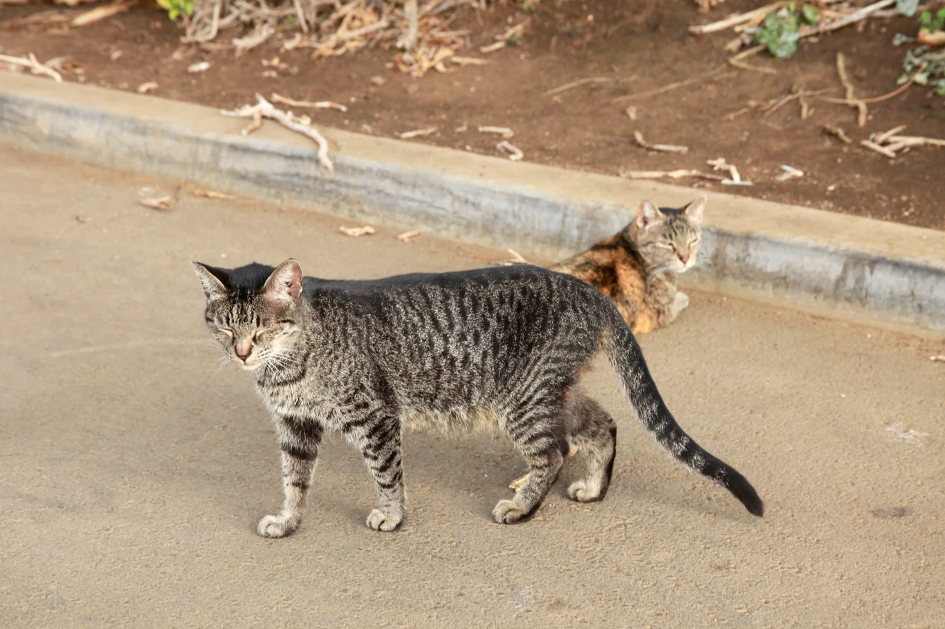 Hawaii cat