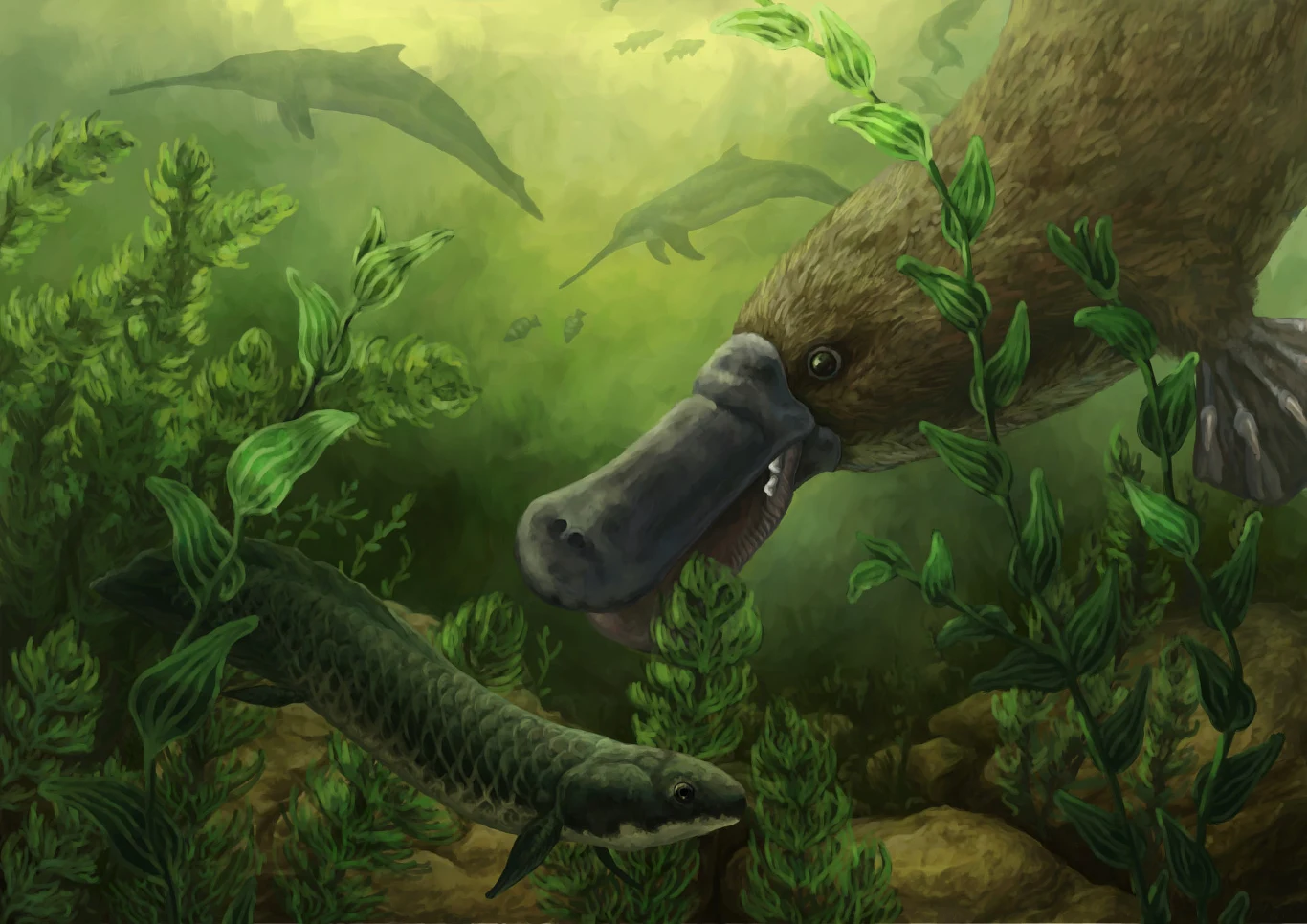 Obdurodon insignis mógł polować w strumieniach dawnej Australii duży dziobak zbliża się do prehistorycznej ryby w podwodnym środowisku pełnym zielonych roślin, w tle widoczne sylwetki innych zwierząt wodnych
