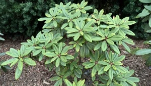 Rododendron marnieje w oczach? Szybciutko podsyp, a odżyje raz dwa