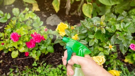 Close up view of person using homemade insecticidal insect spray in home garden to protect roses from insects.