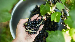 Porzeczki w maju wymagają szczególnej uwagi. Inaczej o plonach możemy pomarzyć