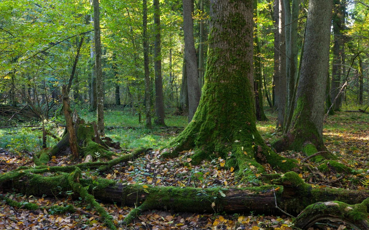 Puszcza Białowieska znajduje się na Liście Światowego Dziedzictwa UNESCO od 1979 roku.