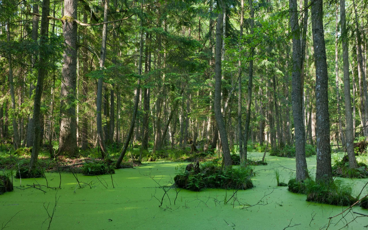 Lasy iglaste i liściaste otaczają rozległe, zielone bagno pokryte warstwą roślin wodnych, z licznie wystającymi konarami i wysepkami mchów.