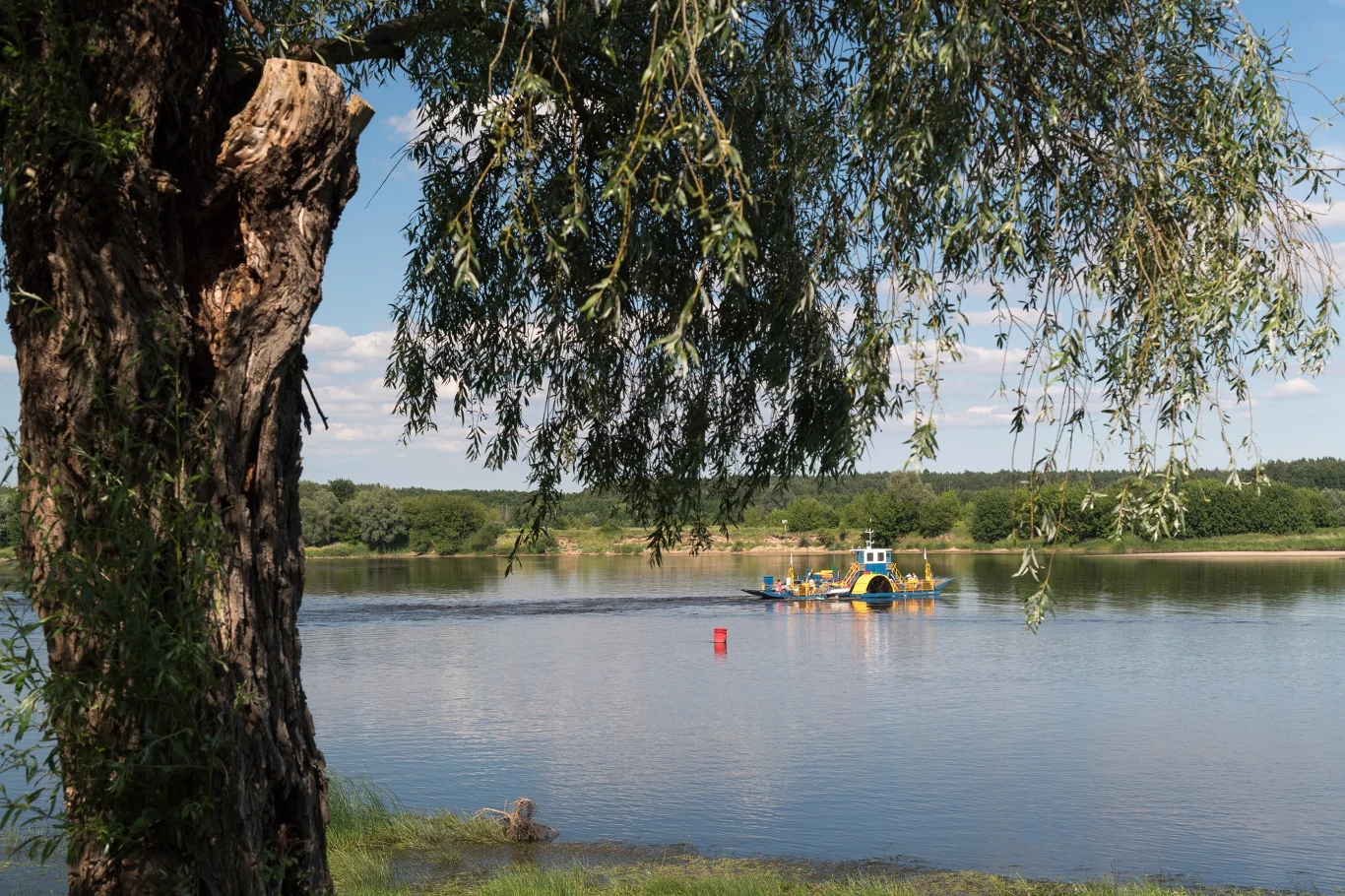 Drzewo na pierwszym planie nad brzegiem jeziora, w oddali pływający po wodzie prom z pasażerami pod błękitnym niebem.