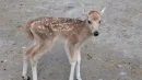 Mały milu to bezcenne narodziny. Ten chiński jeleń wymarł w naturze