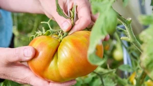 Gigantyczne pomidory. Są pyszniutkie i odporne na zgniliznę