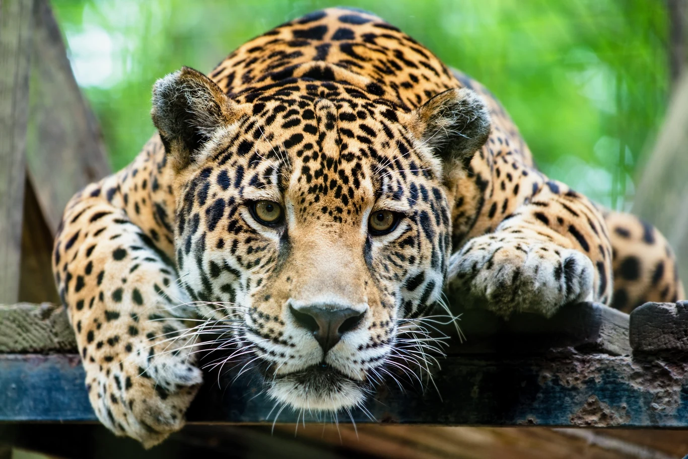 Jaguary są jeszcze wciąż stosunkowo liczne w Kostaryce Jaguar leżący na drewnianej platformie z głową opartą na łapach i charakterystycznym cętkowanym futrem.
