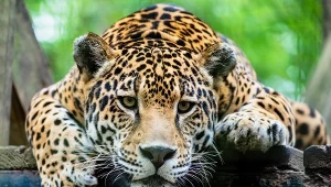 Jaguary są jeszcze wciąż stosunkowo liczne w Kostaryce