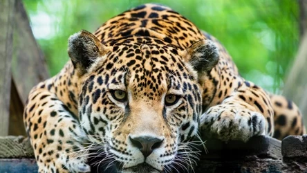 Jaguary są jeszcze wciąż stosunkowo liczne w Kostaryce