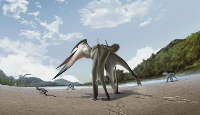 Rekonstrukcja Jinjuichnus procerus jako pterozaura kroczącego po lądzie