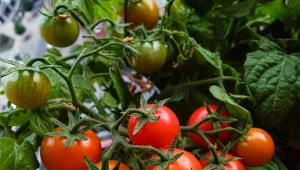 Ta roślina wspiera pomidory. Posadzona obok sprawi, że będą słodsze