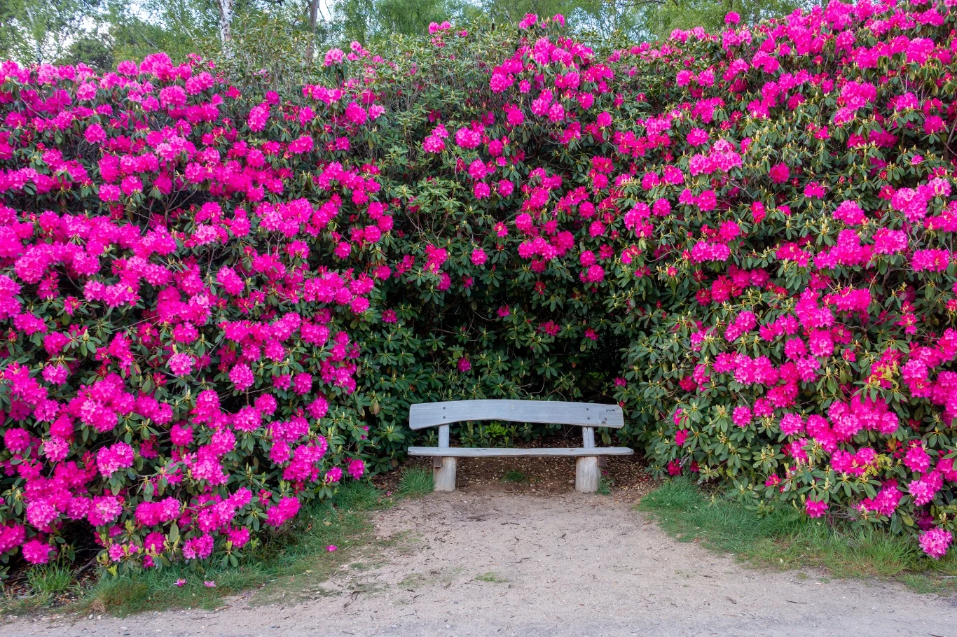 Rododendron nie rośnie dobrze? Możliwe, że ktoś go zjada - dosłownie Ławka pośród krzewów rododendronu pełnych intensywnie różowych kwiatów, otoczenie ogrodowe.