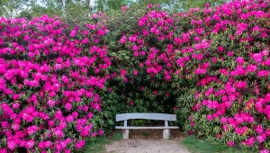 Podgryza rododendron, gdy śpisz. Jeden oprysk, robal wyniesie się z ogrodu