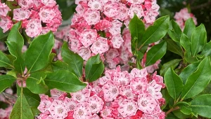 Kalmia szerokolistna na pierwszy rzut oka może przypominać popularne rododendrony.