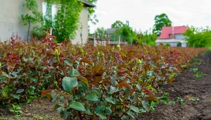 Rośliny rosną na drożdżach. Podlej kwiaty, efekt gwarantowany