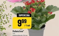Kalanchoe