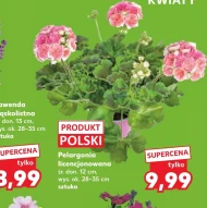 Пеларгонія Ok.