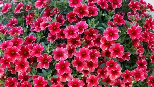 Wygląda jak mini petunia, ale kwitnie jeszcze obficiej. Idealna na balkon