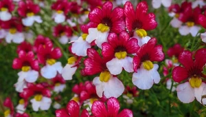 Tworzy kurtyny kwiatów. Detronizuje pelargonię na balkonie