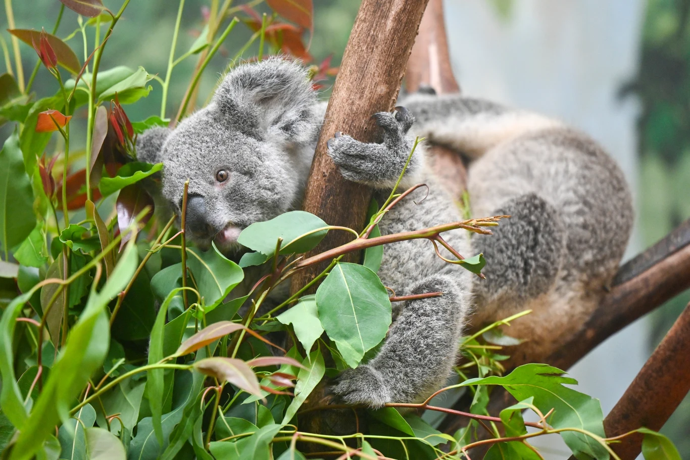 Dzisiaj w Australii żyje tylko jeden gatunek koali Koala siedząca na gałęzi drzewa eukaliptusowego i sięgająca pyskiem po liście eukaliptusa.