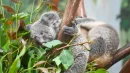 Dzisiaj w Australii żyje tylko jeden gatunek koali