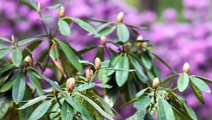 Rododendrony najlepiej rosną w kwaśnym i stale lekko wilgotnym podłożu.