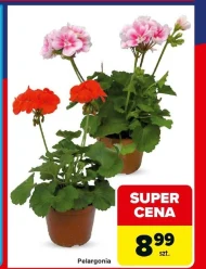 Pelargonia