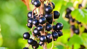 Czarna porzeczka dobrze reaguje na nawożenie organiczne w maju.