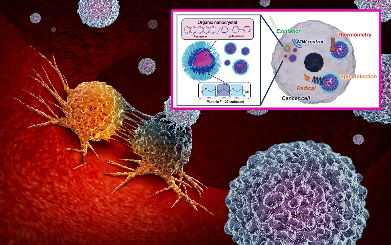 Molekularne nanosensory kwantowe (MoQNs) wykrywają różnice temperatur nawet w poszczególnych częściach jednej komórki Molekularne nanosensory kwantowe (MoQNs) wykrywają różnice temperatur nawet w poszczególnych częściach jednej komórki