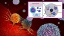 Molekularne nanosensory kwantowe (MoQNs) wykrywają różnice temperatur nawet w poszczególnych częściach jednej komórki