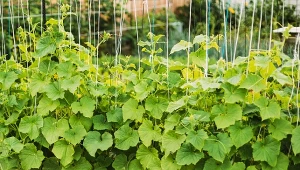 Wystarczy dobrze podwiązać. Ogórków będzie dwa razy więcej