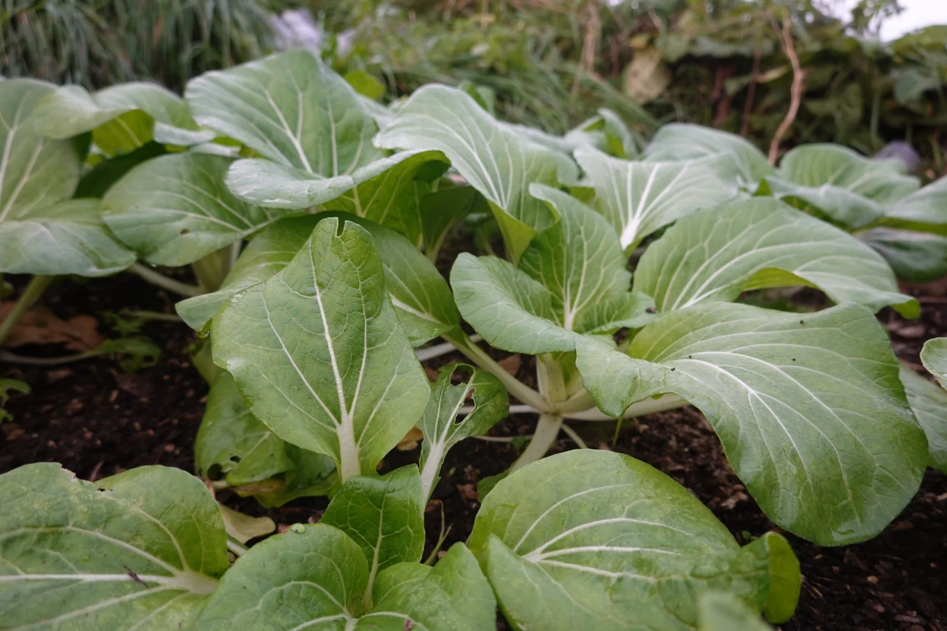 Liście młodej kapusty pak choi rosnące w żyznej glebie ogrodowej, o intensywnie zielonej barwie i wyraźnych, białych nerwach.