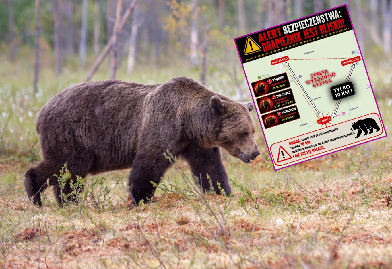 Gmina Bukowsko ostrzega przed atakami niedźwiedzi. Policja komentuje zajście Niedźwiedź brunatny na otwartej przestrzeni oraz ostrzegawcza infografika o zagrożeniu niedźwiedziem.