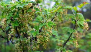 Czarna porzeczka dobrze reaguje na nawożenie organiczne w maju.