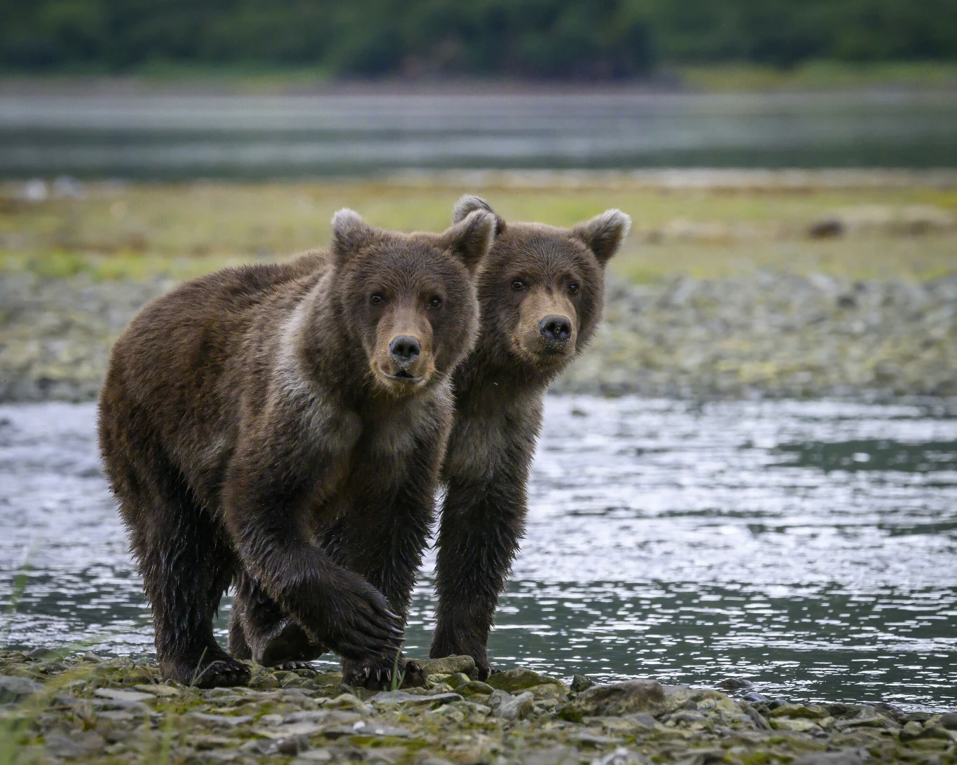 Alaska jest domem dla ponad 30 000 niedźwiedzi brunatnych, a także licznych niedźwiedzi czarnych (baribali) i polarnych