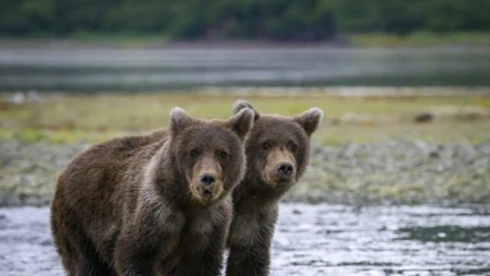 Alaska jest domem dla ponad 30 000 niedźwiedzi brunatnych, a także licznych niedźwiedzi czarnych (baribali) i polarnych