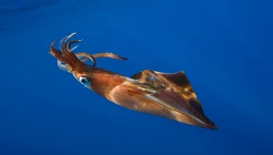 Ogromne kałamarnice kryją się w głębinach oceanów