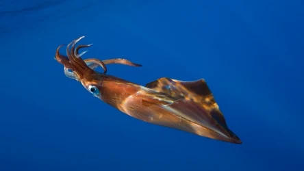 Ogromne kałamarnice kryją się w głębinach oceanów