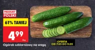 Огірок Polski