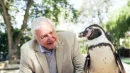 Sir Davbid Attenborough kręci filmy przyrodnicze od ponad 70 lat