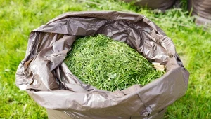 Wyrzucasz tu skoszoną trawę? Przeczytaj, zanim zapłacisz surową karę