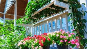 Twój balkon tonie w cieniu? Te kwiaty go rozświetlą
